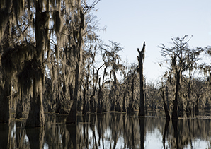 Emmanuelle Antille, Bayou, Lafayette, 2015